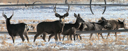 Multiple deer stand in a field with snow.